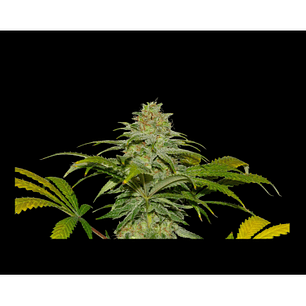 🥭 Papaya x Fruity Pebbles OG x3+1 – Perfil tropical dulce y alto rendimiento - Secret File
