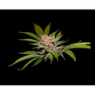 Strawpicanna x Fruity Pebbles OG x3+1 - SecretFile