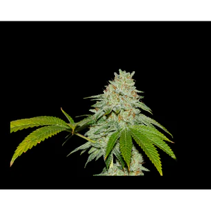Runtz x Fruity Pebbles OG x3+1 - SecretFile