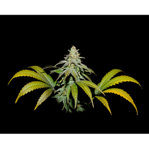 🥭 Guava x Fruity Pebbles OG x3+1 – Perfil tropical intenso y estructura vigorosa - Secret File