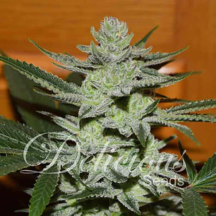 Desconocida kush x1 - Delicious Seeds