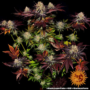 🍰 Runtz x Layer Cake – Potencia y producción premium | Barney’s Farm