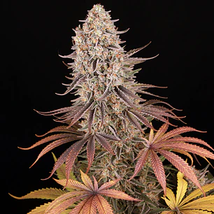 🍓 Sour Strawberry – Energía creativa y sabor frutal | Barney’s Farm