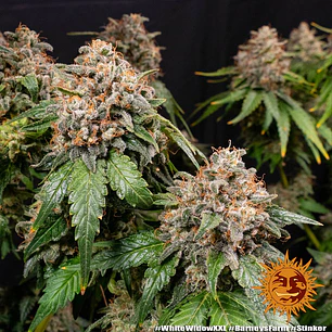 ⚪ White Widow XXL – Barney’s Farm