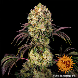 🌿🔥 Glookies™ – Potencia brutal y resina extrema - Barney’s Farm