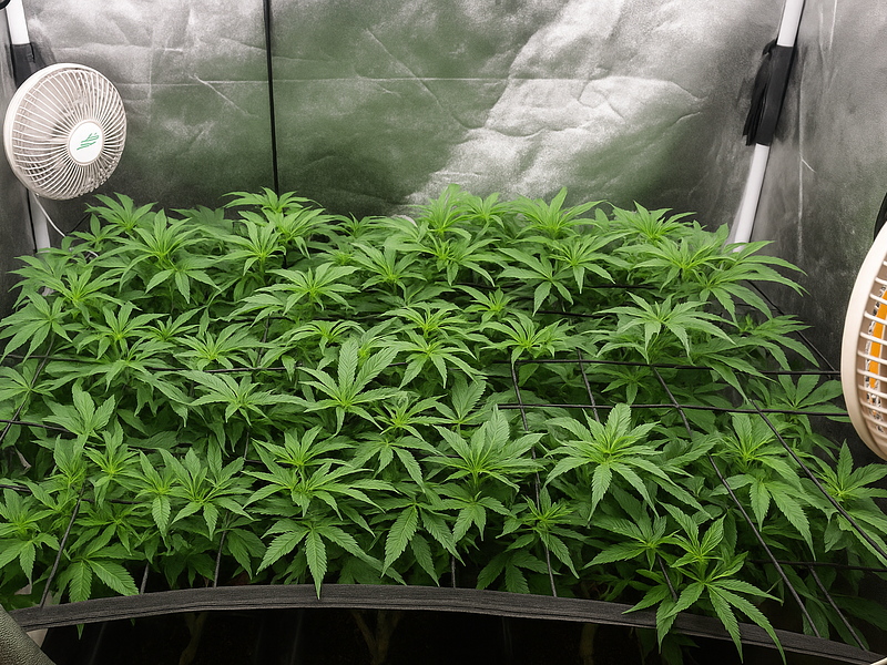 🌿 Guía Nostress: Cómo aplicar el método SCROG paso a paso para aumentar tu producción