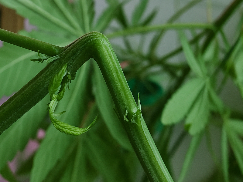 🌿 Supercropping en Cannabis: Técnica para Aumentar la Producción