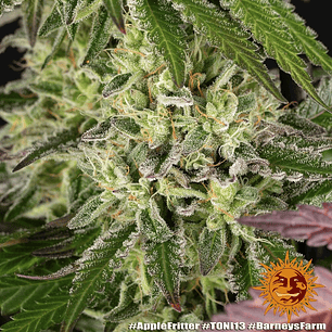 Apple Fritter Feminizada x3 Barney’s Farm – Producción extrema y dulzor de manzana 🍏