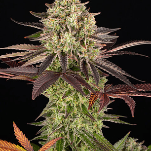 Apple Fritter Feminizada x3 Barney’s Farm – Producción extrema y dulzor de manzana 🍏