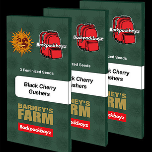Black Cherry Gushers Feminizada x3 Barney’s Farm – Cerezosa, potente y ultra productiva 🍒🔥