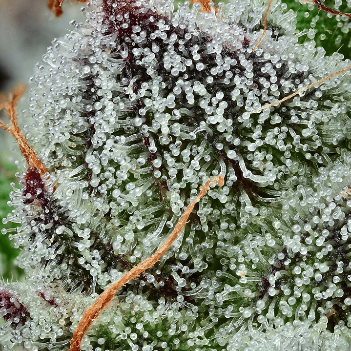 Black Cherry Gushers Feminizada x3 Barney’s Farm – Cerezosa, potente y ultra productiva 🍒🔥 3