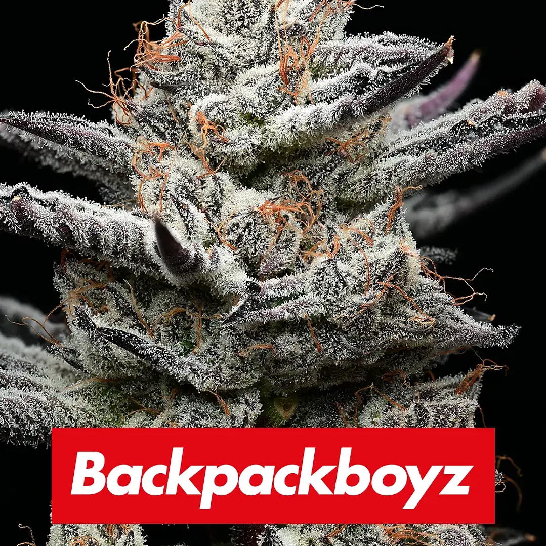 Black Cherry Gushers Feminizada x3 Barney’s Farm – Cerezosa, potente y ultra productiva 🍒🔥 5