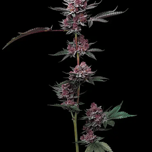 Cherry Poppers Feminizada x3 Barney’s Farm – Cereza intensa y golpe sativo creativo 🍒⚡