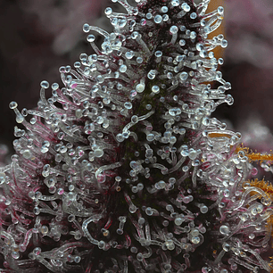 Cherry Poppers Feminizada x3 Barney’s Farm – Cereza intensa y golpe sativo creativo 🍒⚡