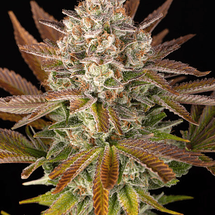 Jealousy Feminizada x3 Barney’s Farm – Híbrido 50/50 con sabor intenso y 29% THC 😈🔥