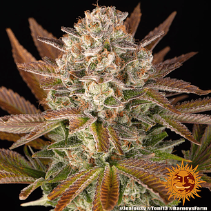 Jealousy Feminizada x3 Barney’s Farm – Híbrido 50/50 con sabor intenso y 29% THC 😈🔥