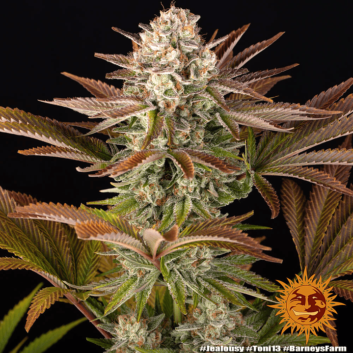Jealousy Feminizada x3 Barney’s Farm – Híbrido 50/50 con sabor intenso y 29% THC 😈🔥 3