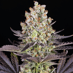 Papaya Frosting Feminizada x3 Barney’s Farm x Doja Exclusive – Tropical, resinosa y 70% índica 🥭🍈❄️
