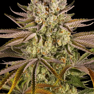 Pineapple Express Feminizada x3 Barney’s Farm – Tropical, energética y 60% sativa 🍍⚡🌿