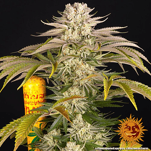 Pineapple Express Feminizada x3 Barney’s Farm – Tropical, energética y 60% sativa 🍍⚡🌿