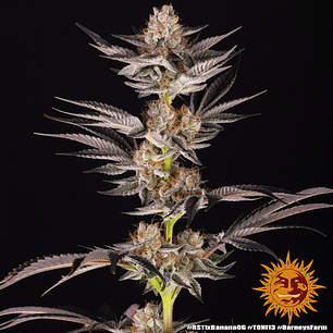 RS11 x Banana OG Feminizada x3 Barney’s Farm x DOJA Exclusive – Cítrica, cremosa y 70% índica 🍋🍌🔥