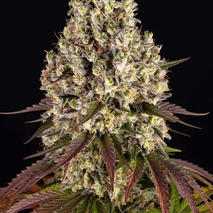 Sour Diesel Feminizada x3 Barney’s Farm – Energía, creatividad y 70% sativa ⚡🧠🍋