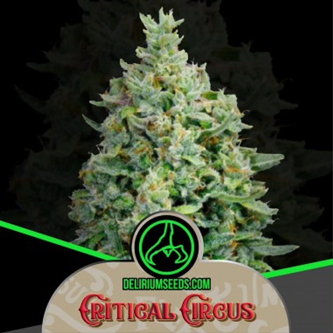 Critical Circus Fem X4 – Producción extrema y sabor dulce-cítrico 🍋🌿🔥 1