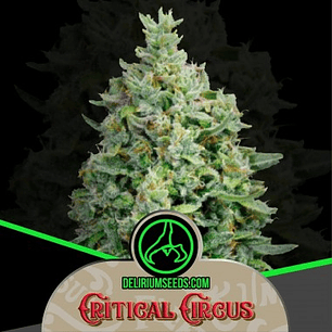 Critical Circus Fem X4 – Producción extrema y sabor dulce-cítrico 🍋🌿🔥
