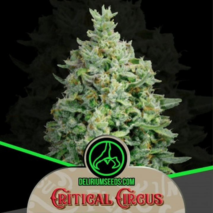 Critical Circus Fem X4 – Producción extrema y sabor dulce-cítrico 🍋🌿🔥 1