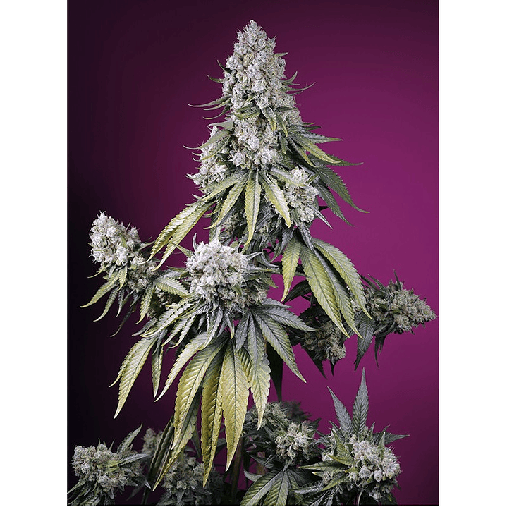 🔥 Jealousy Z XL Auto® Sweet Seeds · Autofloreciente XL potente y resinoso 2