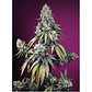 🔥 Jealousy Z XL Auto® Sweet Seeds · Autofloreciente XL potente y resinoso - Miniatura 2