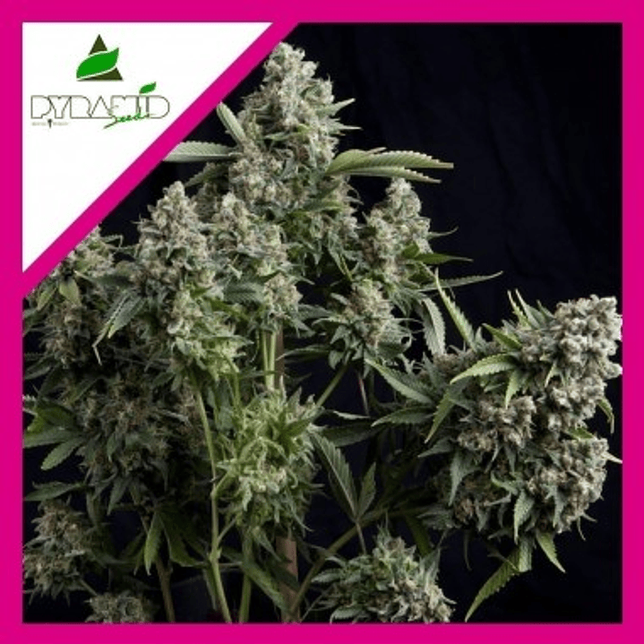 🌿 Tutankhamon FEM 3+1 Pyramid Seeds – Potencia sativa AK-47 1