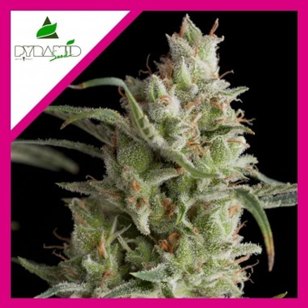 🌲 Super OG Kush FEM (3+1) Pyramid Seeds – Relajación profunda 1