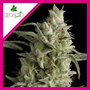 🌲 Super OG Kush FEM (3+1) Pyramid Seeds – Relajación profunda