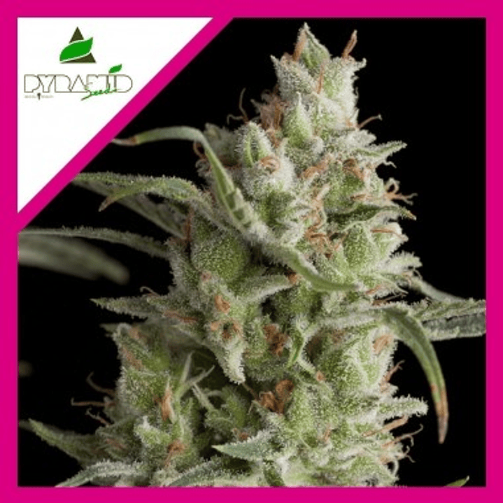 🌲 Super OG Kush FEM (3+1) Pyramid Seeds – Relajación profunda 1