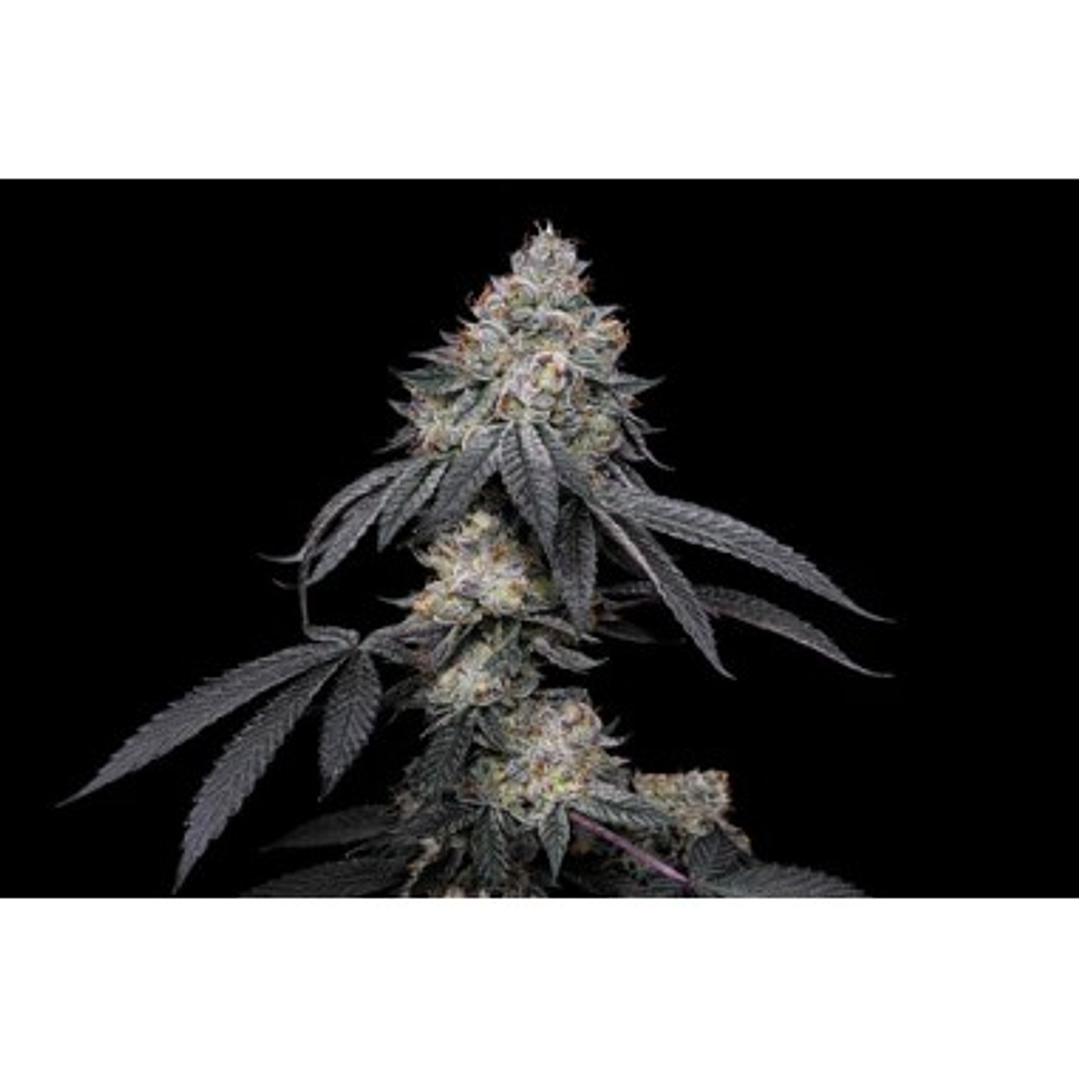 🧬 BRRBERY x Fruity Pebbles OG x3+1 – Terpenos frutales y floración colorida - Secret File 1