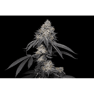 🧬 BRRBERY x Fruity Pebbles OG x3+1 – Terpenos frutales y floración colorida - Secret File