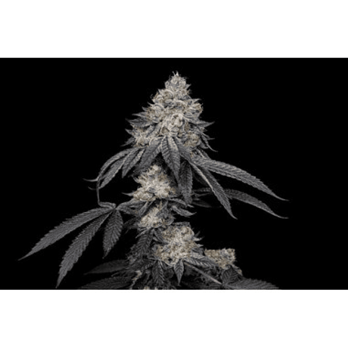 🧬 BRRBERY x Fruity Pebbles OG x3+1 – Terpenos frutales y floración colorida - Secret File 1