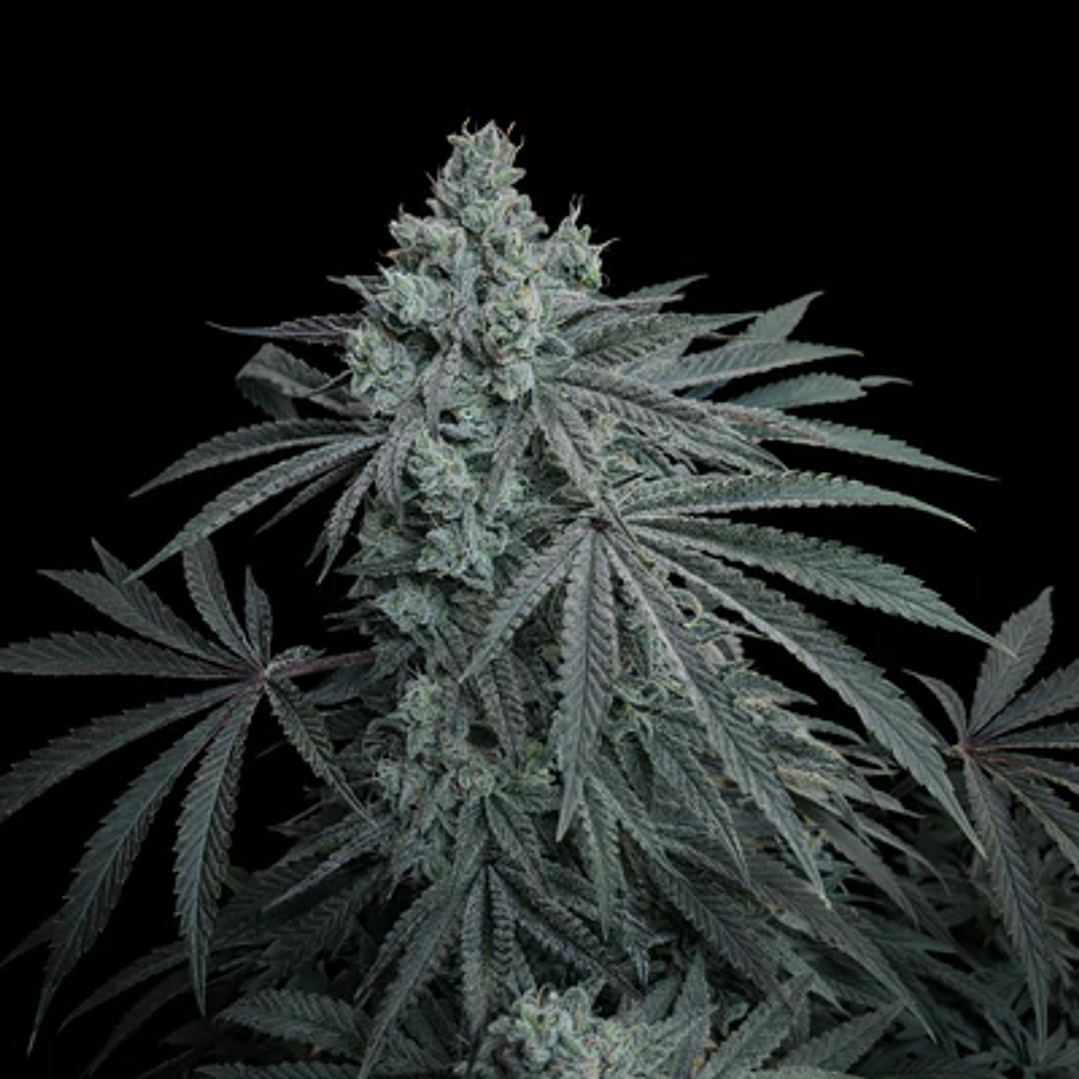 🍒 Cherry Zoda x Fruity Pebbles OG x3+1 – Perfil gaseoso frutal y floración compacta - Secret File 1