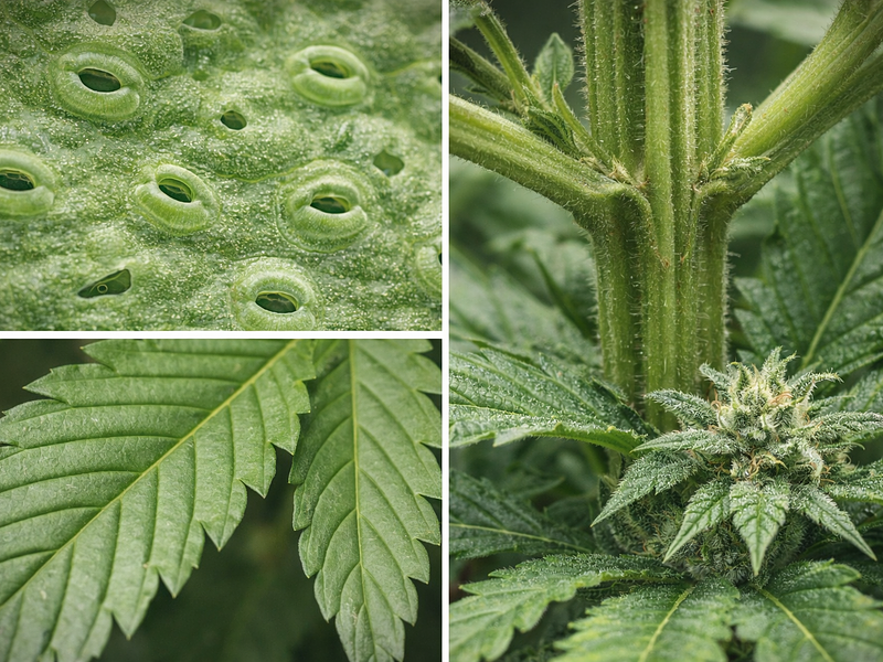 🌱 Partes de la planta de cannabis y cómo funcionan