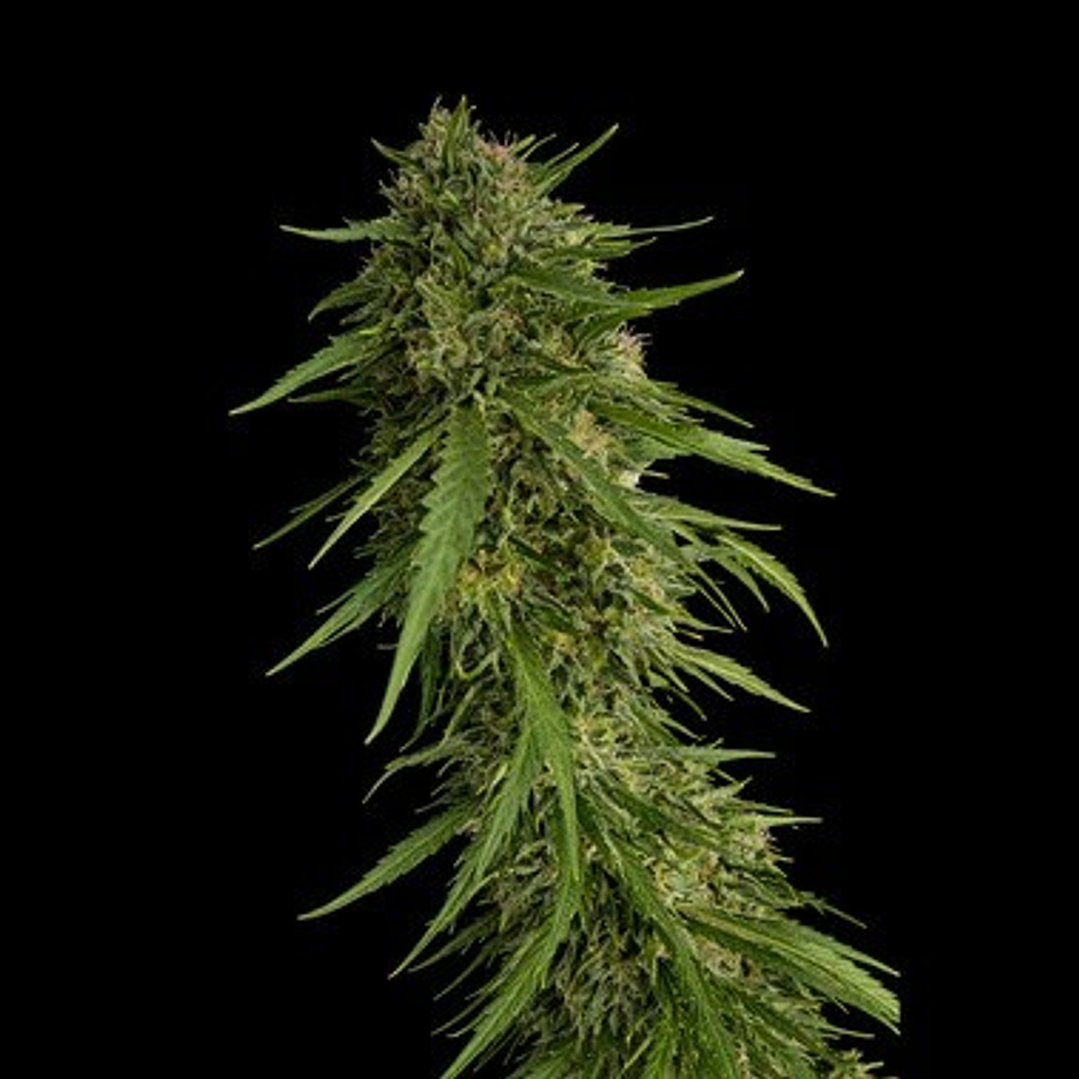 🌴 Secret File · Sour Nana x Fruity Pebbles OG x3+1 – Selección tropical 1