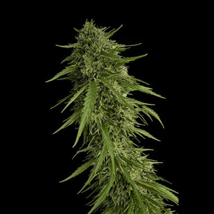 🌴 Secret File · Sour Nana x Fruity Pebbles OG x3+1 – Selección tropical 1