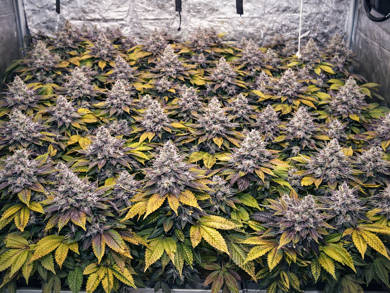 💡 Todo lo que tienes que saber para cultivar con LED en indoor