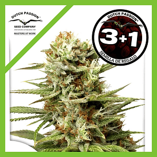 🌿 White Widow Auto X3+1 Dutch Passion – La leyenda resinosa en versión automática