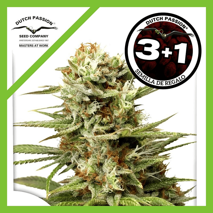 🌿 White Widow Auto X3+1 Dutch Passion – La leyenda resinosa en versión automática 1