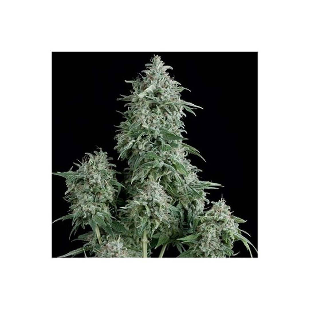 🐍 Auto Anubis x1 Pyramid Seeds – Dulzura resinosa y potencia equilibrada 1