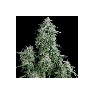 🐍 Auto Anubis x1 Pyramid Seeds – Dulzura resinosa y potencia equilibrada