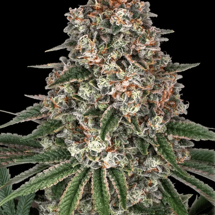 🍌 Tropicanna Banana — Barney's Farm | Tropical, Potente y Productiva 1