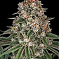 🍌 Tropicanna Banana — Barney's Farm | Tropical, Potente y Productiva - Miniatura 1