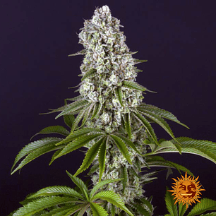 🍌 Tropicanna Banana — Barney's Farm | Tropical, Potente y Productiva